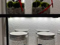 Armonia di fiori