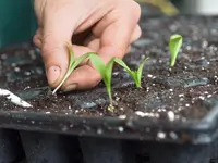 Gartenbauschule Hünibach - Klicken Sie, um das Bild 6 in einer Lightbox vergrössert darzustellen