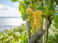 Weinbau Cordula Morgenegg-Posch