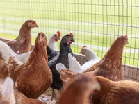 Soller Junghennen AG