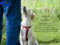 Hundetraining Dog Know How