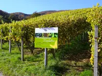 Weinbaugenossenschaft Schinznach