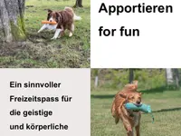 Hundetraining Dog Know How