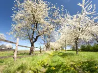 Gartenunterhalt Eisenberg GmbH - Klicken Sie, um das Bild 4 in einer Lightbox vergrössert darzustellen