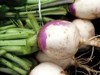 Dreyer AG - Früchte, Gemüse, Tiefkühlprodukte