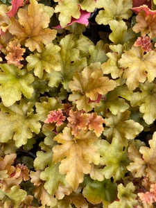 Heuchera