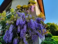 VINCENT ecopaysage