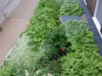 LEDER Garten- + Landschaftsbau