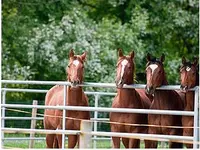White Horse Ranch