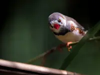 Zoo al Maglio - Neggio - Klicken Sie, um das Bild 9 in einer Lightbox vergrössert darzustellen