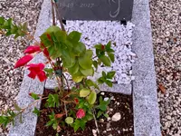 Maggy - L'ardoise tombale
