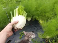 La ferme de Belflori