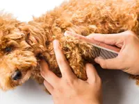 Hundesalon Pet Cut's - Klicken Sie, um das Bild 5 in einer Lightbox vergrössert darzustellen