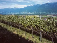 Cantine Ghidossi Sagl - Klicken Sie, um das Bild 8 in einer Lightbox vergrössert darzustellen