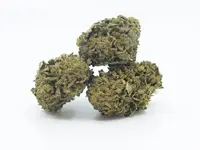 Alplant GmbH
