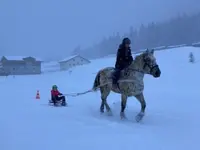 Wohlis Kutschbetrieb &  Ginas Reitschule