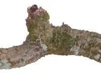 Reptiking GmbH