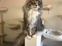 Hôtel pour chats 'Le Clozaley'