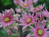 Gartenbau Hölzli AG