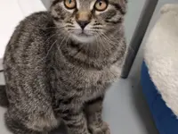 Studio Veterinario Ghiringhelli