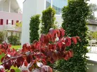 Faes Gartenbau GmbH
