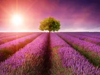 Integrative Naturheil-Astrologie-&Massage-Praxis Marian Frey
