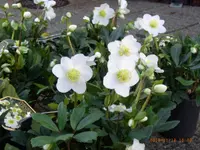 Bärtschi Blumen Pflanzen Floristik