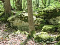 Passion Forêt Sàrl