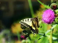 Geiser Gartenbau – Cliquez pour agrandir l’image 9 dans une Lightbox