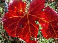 Cave du Cholèk Sàrl