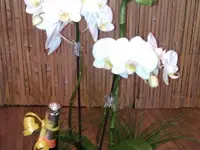 Floristik natürlich