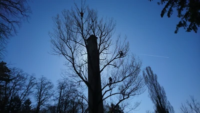 Kronenpflege einer Pappel für Strübin Gartenbau, Riehen