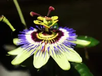 Geiser Gartenbau