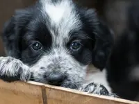 Zürcher Tierschutz - cliccare per ingrandire l’immagine 10 in una lightbox