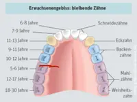 Dental Labor