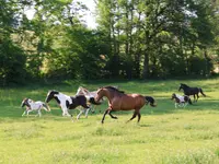 Ther'animal - Klicken Sie, um das Bild 2 in einer Lightbox vergrössert darzustellen