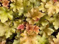 Herrmann Garten & Blumen AG