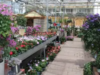 Blumen Eichenberger Oberrieden