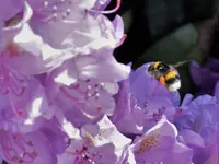 LILIENBERG - Klicken Sie, um das Bild 15 in einer Lightbox vergrössert darzustellen