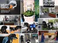 Wuffgang Hundeschule Bern Hundephysiotherapie - Osteotherapie