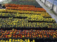 Schwab Fleurs SA
