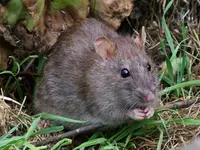 BITIS disinfestazioni SA - Klicken Sie, um das Bild 5 in einer Lightbox vergrössert darzustellen