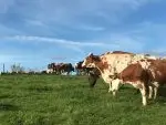 Ther'animal