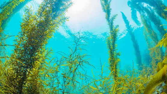 Grüner Superfood aus dem Meer