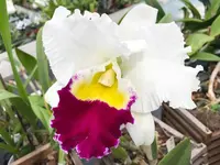 Orchidable di Andrea Martina