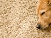 Floor & Care GmbH