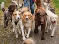 Dog Resort GmbH - Klicken Sie, um das Bild 1 in einer Lightbox vergrössert darzustellen