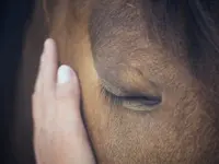 Ostéopathe animalier - Mélissa CHAVANNE (Cheval | Chien | Chat | Nac)