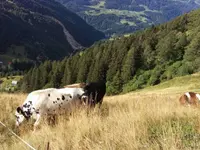 Servizi e lavori agricoli - Bassi Mirko