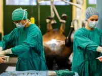 Tierklinik Rossweid - Klicken Sie, um das Bild 15 in einer Lightbox vergrössert darzustellen